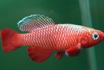 Aquarium Fish Nothobranchius  Photo; Red