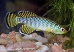 Aquarium Fish Nothobranchius  Photo; Light Blue