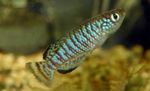 Aquarium Fish Nothobranchius  Photo; Striped