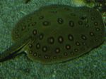 Akvarijske Ribice Ocellate Reka Stingray (Potamotrygon motoro) fotografija; vložki