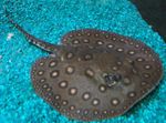 Ocellate მდინარე Stingray