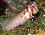 Uno Spot Blenny