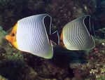 აკვარიუმის თევზი ნარინჯისფერი სახე Butterflyfish (Chaetodon larvatus) სურათი; თეთრი