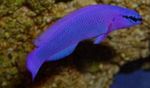 Orchid Dottyback