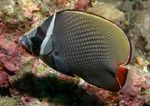 Pákistán Butterflyfish