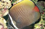 Akvariumas Žuvys Pakistanas Butterflyfish (Chaetodon collare) Nuotrauka; taškuotas