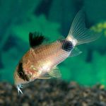 Akváriumi Halak Panda Cory Macska (Corydoras panda) fénykép; Foltos