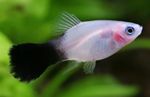 Aquarium Fish Papageienplaty (Xiphophorus variatus) Photo; White