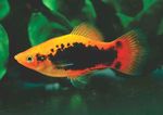 Aquariumvissen Papageienplaty (Xiphophorus variatus) foto; Bont