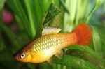 Akvariumas Žuvys Papageienplaty (Xiphophorus variatus) Nuotrauka; auksas