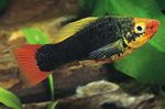 τα ψάρια ενυδρείου Papageienplaty (Xiphophorus variatus) φωτογραφία; Μαύρος