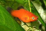 Akváriumi Halak Papageienplaty (Xiphophorus variatus) fénykép; Piros