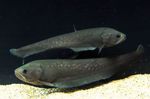 Aquarium Fish Papyrocranus  Photo; Grey