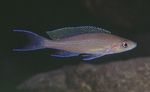 Paracyprichromis Photo and characteristics