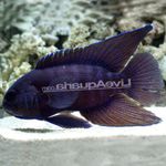 Paraplesiops foto e caratteristiche