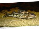 Pictus Catfish