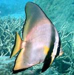 Les Poissons d'Aquarium Pinnatus Batfish (Platax pinnatus) Photo; Rayé