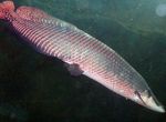 Akvariumas Žuvys Pirarucu (Arapaima gigas) Nuotrauka; sidabras