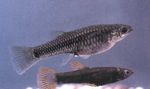 観賞魚 Poeciliopsis  フォト; 銀