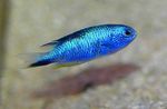 Aquarium Fish Pomacentrus  Photo; Light Blue