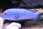 Prášek Modré Cichlid