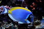 Powder Blue Tang