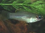 Aquarium Fish Priapella  Photo; Silver