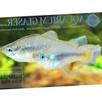 Aquarium Fish Priapella  Photo; Silver