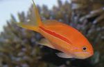 Akvariumas Žuvys Pseudanthias  Nuotrauka; dryžuotas