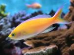 Акварыўмныя Рыбкі  (Pseudanthias) фота; жоўты