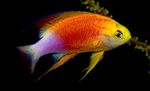 Akvariumas Žuvys Pseudanthias  Nuotrauka; margas