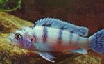 Pseudotropheus Lombardoi Foto un raksturlielumi