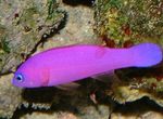 Dottyback Violet