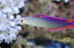 Violetti Firefish, Koristeltu Dartfish