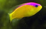 Akvaariumikala Lilla Triibuga Dottyback (Pseudochromis diadema) Foto; kollane