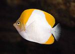 Pyramida Butterflyfish