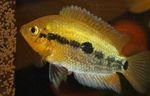 Gerotilapiya Multispinoza (Құбылмалы Cichlid) Фото мен сипаттамалары