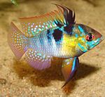 Akvariefiskar Ram (Papiliochromis ramirezi) Fil; Brokig