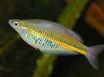 Flussfisch Ramu Regenbogenfisch  Foto