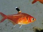 Red Crystal Tetra, Harald Schultz's Tetra