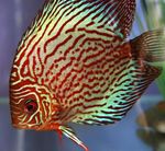 Les Poissons d'Aquarium Discus Rouge (Symphysodon discus) Photo; Rayé