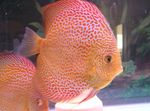 Les Poissons d'Aquarium Discus Rouge (Symphysodon discus) Photo; Tacheté