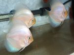 Les Poissons d'Aquarium Discus Rouge (Symphysodon discus) Photo; Blanc