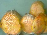 Les Poissons d'Aquarium Discus Rouge (Symphysodon discus) Photo; Jaune