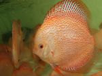 Les Poissons d'Aquarium Discus Rouge (Symphysodon discus) Photo; Rose