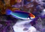 Red-Eyed Haldjas-Wrasse