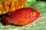 წითელი ქვა Cichlid