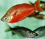 Red Rainbowfish