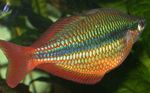 Fejedelmi Rainbowfish