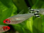 Rummy Neus Tetra